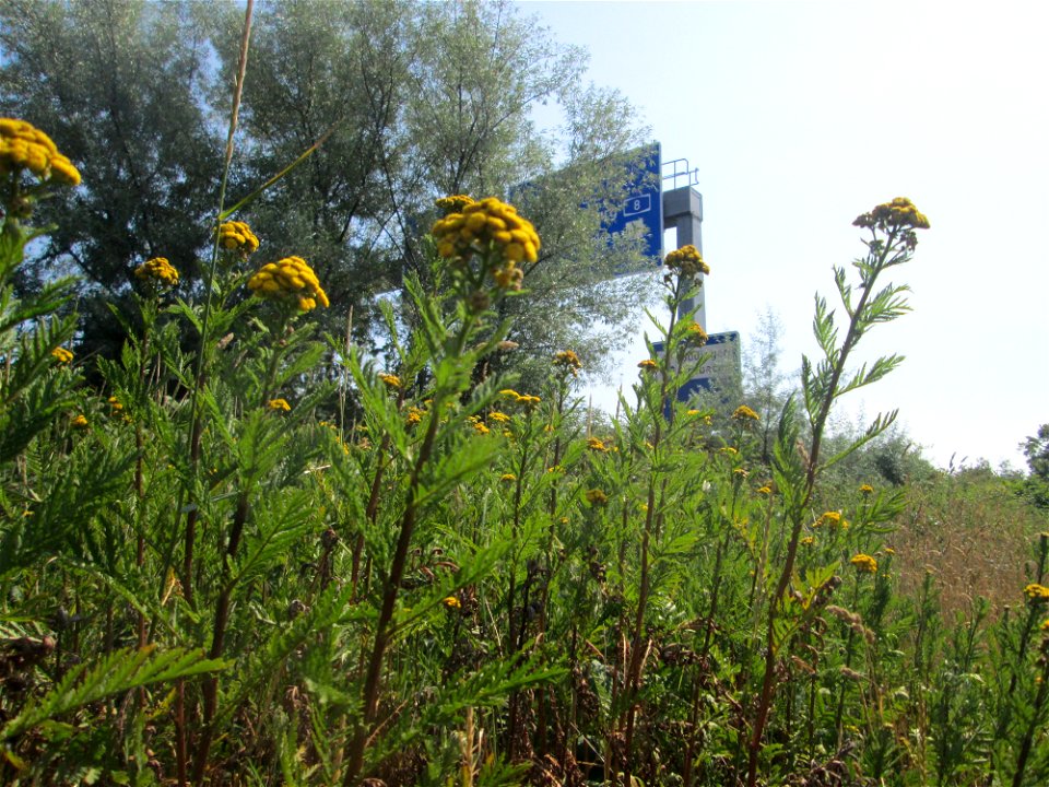 Rainfarn (Tanacetum vulgare) an A6 in Güdingen