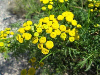 Rainfarn (Tanacetum vulgare) in den Sankt Arnual Wiesen gegenüber vom Osthafen Saarbrücken (Außerhalb vom NSG)
