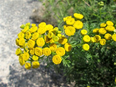 Rainfarn (Tanacetum vulgare) in den Sankt Arnual Wiesen gegenüber vom Osthafen Saarbrücken (Außerhalb vom NSG)