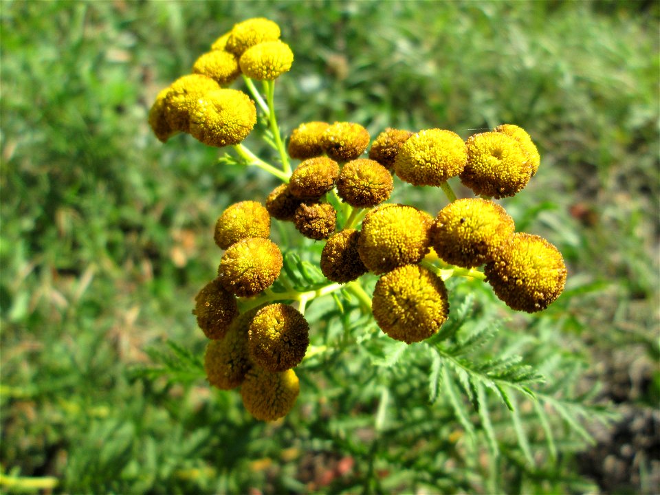 Rainfarn (Tanacetum vulgare) in Bischmisheim