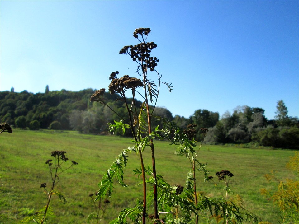 Rainfarn (Tanacetum vulgare) im oberen Almet bei Spicheren