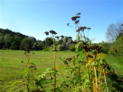 Rainfarn (Tanacetum vulgare) im oberen Almet bei Spicheren