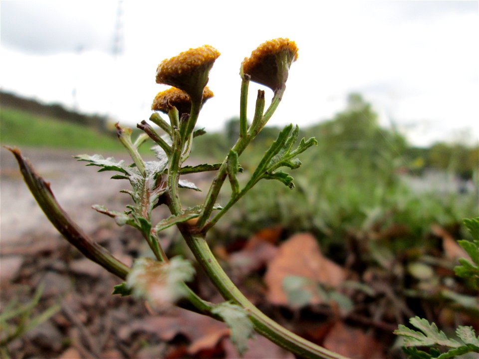Rainfarn (Tanacetum vulgare) am Bahndamm in Saarbrücken