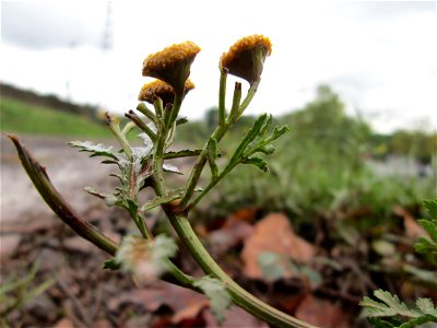 Rainfarn (Tanacetum vulgare) am Bahndamm in Saarbrücken