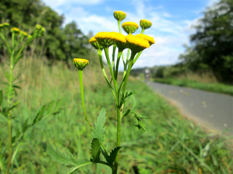 Rainfarn (Tanacetum vulgare) an der Saaraue Grosbliederstroff