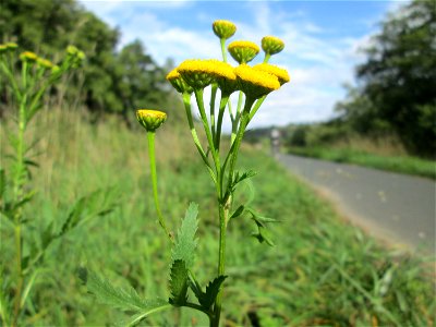 Rainfarn (Tanacetum vulgare) an der Saaraue Grosbliederstroff