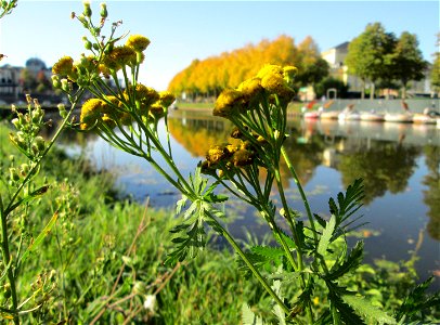 Rainfarn (Tanacetum vulgare) an der Saar in Saarbrücken