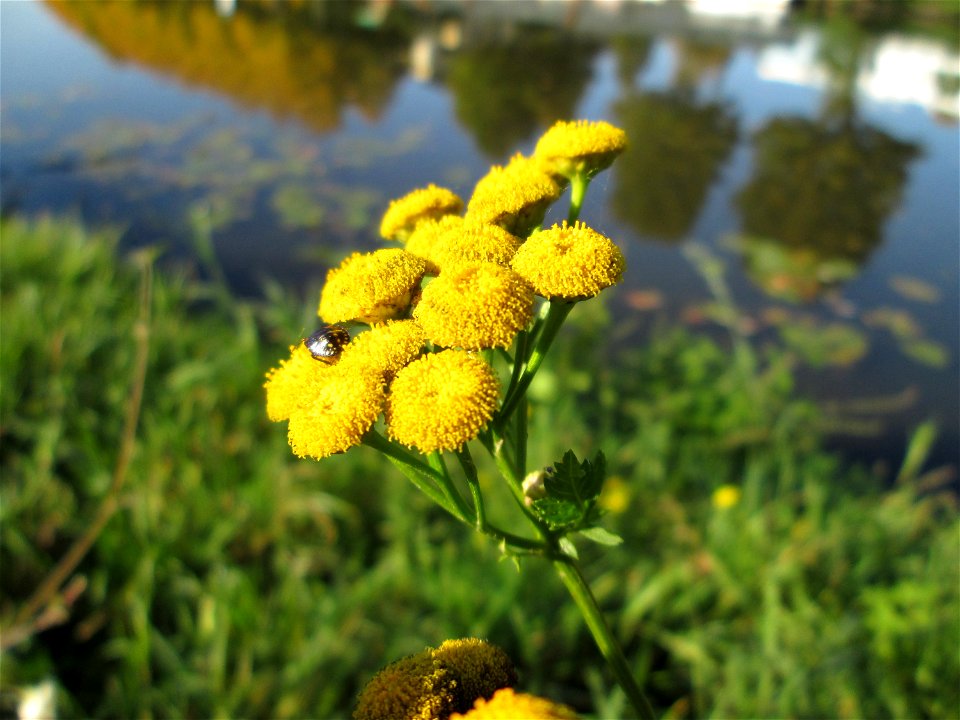 Rainfarn (Tanacetum vulgare) an der Saar in Saarbrücken
