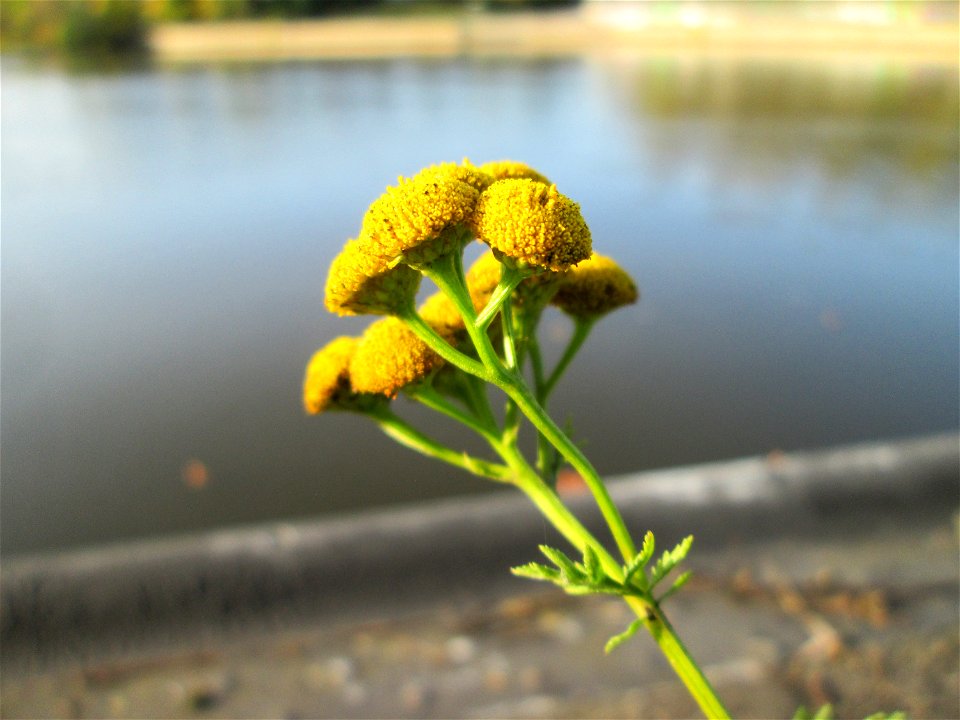 Rainfarn (Tanacetum vulgare) an der Saar in Saarbrücken