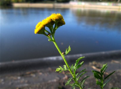 Rainfarn (Tanacetum vulgare) an der Saar in Saarbrücken