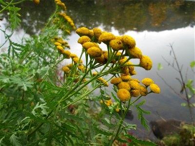 Rainfarn (Tanacetum vulgare) an der Saar in Saarbrücken