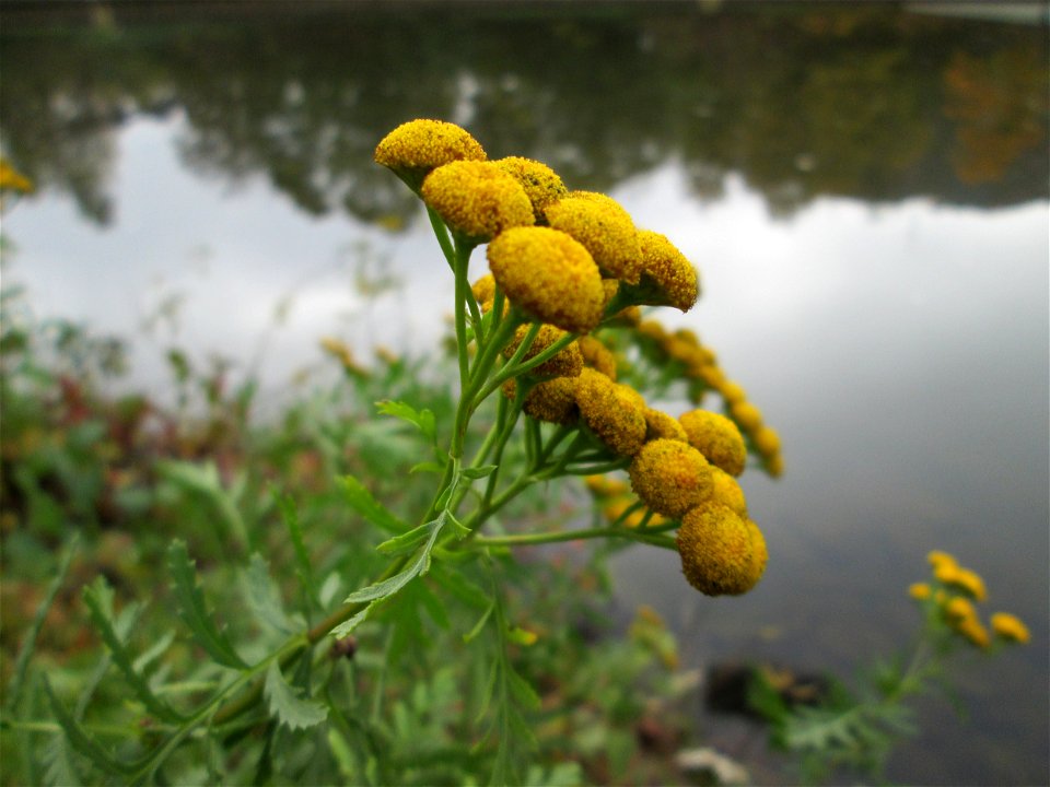Rainfarn (Tanacetum vulgare) an der Saar in Saarbrücken
