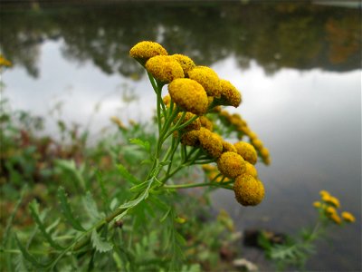 Rainfarn (Tanacetum vulgare) an der Saar in Saarbrücken