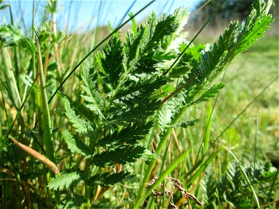 Rainfarn (Tanacetum vulgare) im Güdinger Allmet