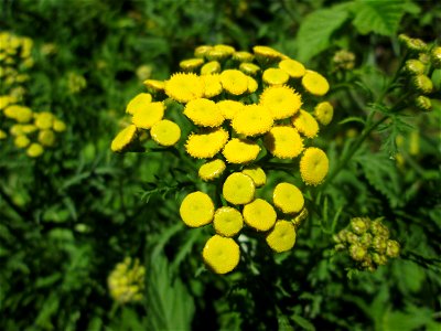 Rainfarn (Tanacetum vulgare) im Naturschutzgebiet „St. Arnualer Wiesen“