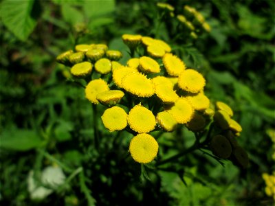 Rainfarn (Tanacetum vulgare) im Naturschutzgebiet „St. Arnualer Wiesen“