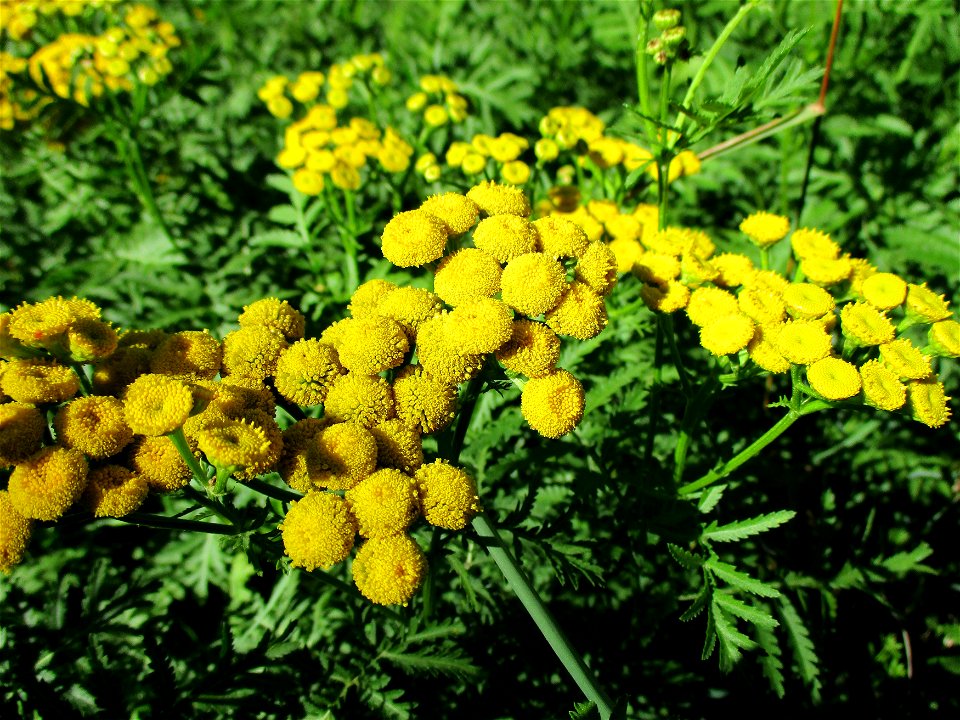Rainfarn (Tanacetum vulgare) bei Fechingen