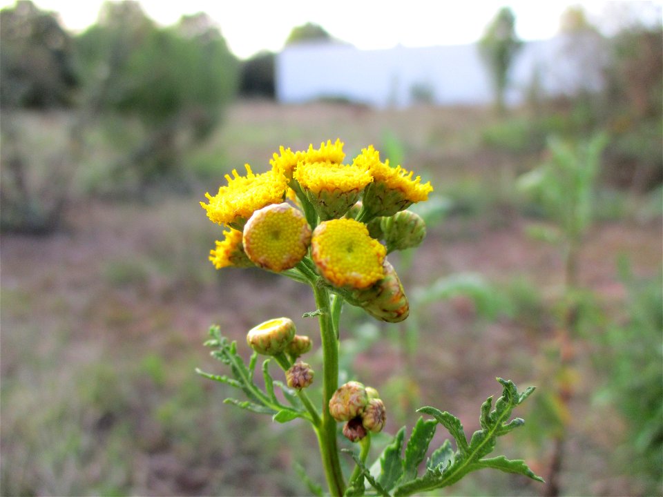 Rainfarn (Tanacetum vulgare) in einer Heidelandschaft in Brebach