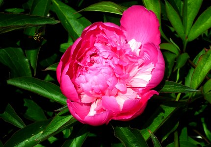 Spring closeup garden