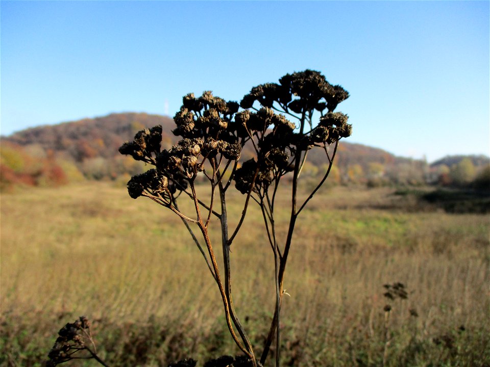 Rainfarn (Tanacetum vulgare) im Naturschutzgebiet „St. Arnualer Wiesen“