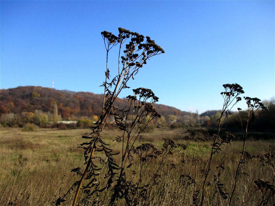 Rainfarn (Tanacetum vulgare) im Naturschutzgebiet „St. Arnualer Wiesen“