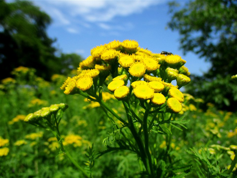 Rainfarn (Tanacetum vulgare) am Wickersberg bei Ensheim
