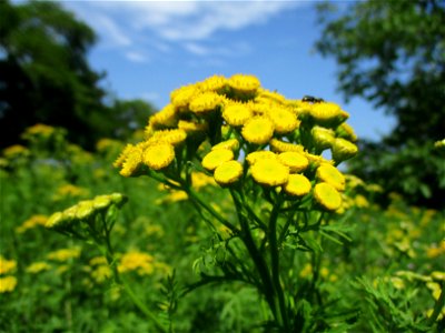 Rainfarn (Tanacetum vulgare) am Wickersberg bei Ensheim