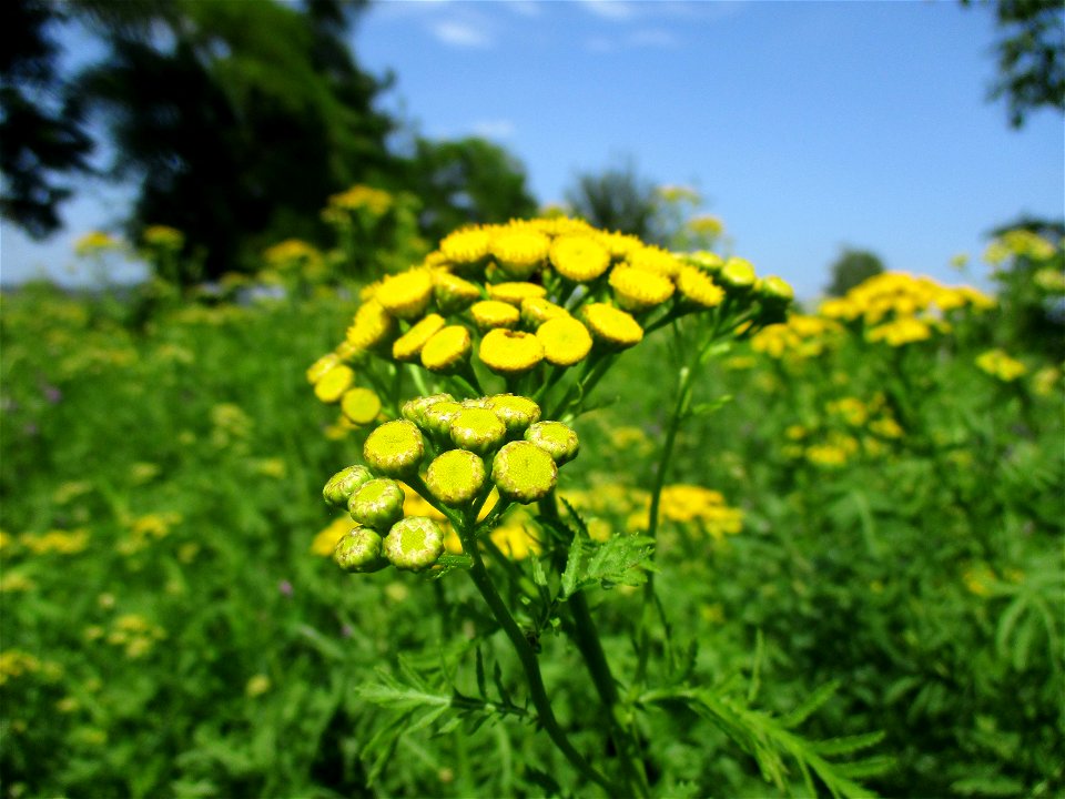 Rainfarn (Tanacetum vulgare) am Wickersberg bei Ensheim
