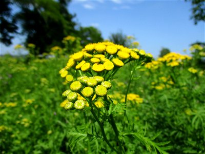 Rainfarn (Tanacetum vulgare) am Wickersberg bei Ensheim