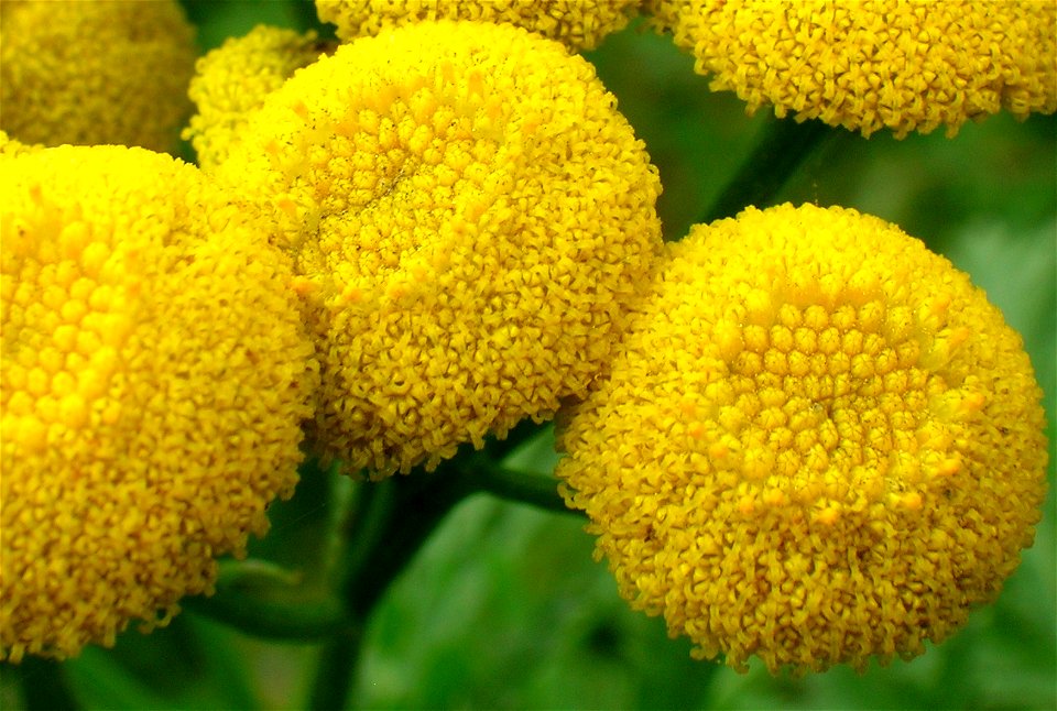 Close up of Tansy flower.