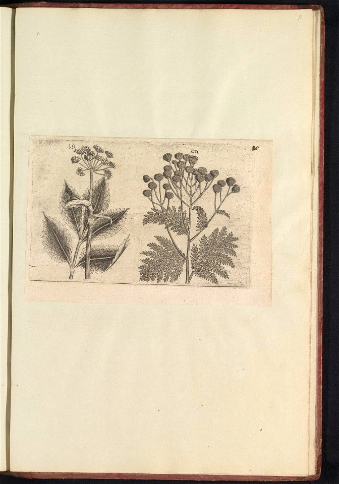 IdentificatieTitel(s): Hertswortel (Seseli libanotis) en boerenwormkruid (Tanacetum vulgare)Objecttype: prent Serienummer: 59-60/60Objectnummer: RP-T-BR-2017-1-12-98Omschrijving: Hertswortel en boeren