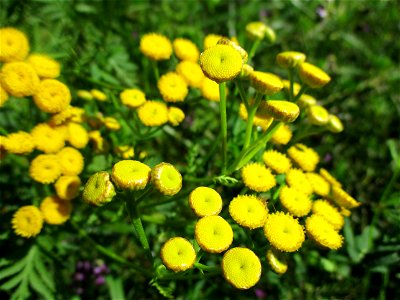 Rainfarn (Tanacetum vulgare) auf einer Brachfläche der Halberger Hütte in Brebach