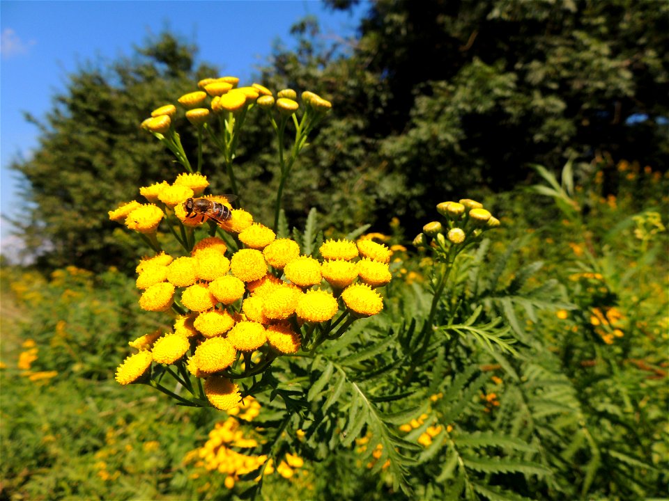 La tanaisie (Tanacetum Vulgare ou Chrysanthemum Vulgare) est une plante sauvage qui borde les chemins de campagne.