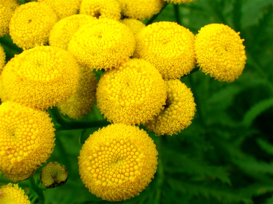 Tansy flowers (Tanacetum vuilgare) at the Lynn Glen, Dalry, Scotland.
