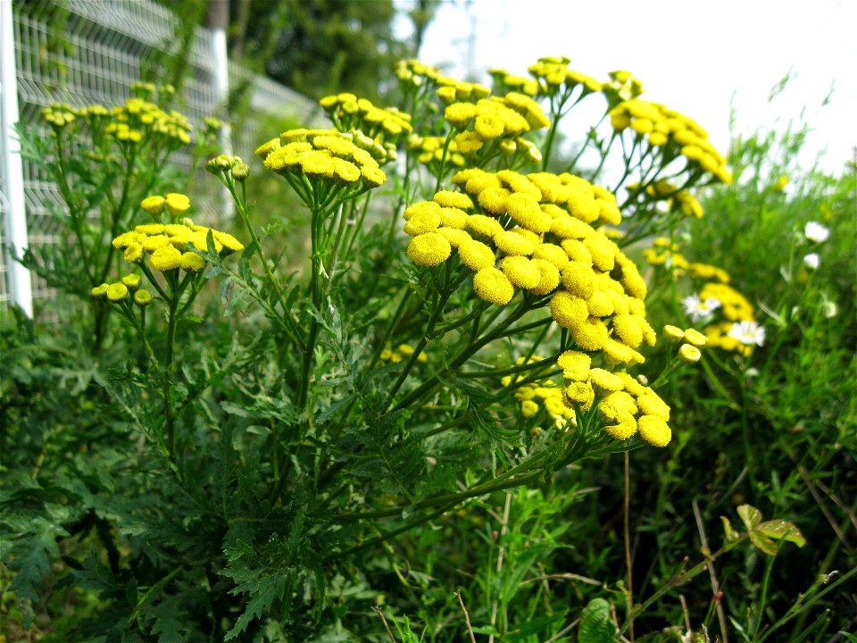 Medicinal herb - Vratic - Mošnov 2011
