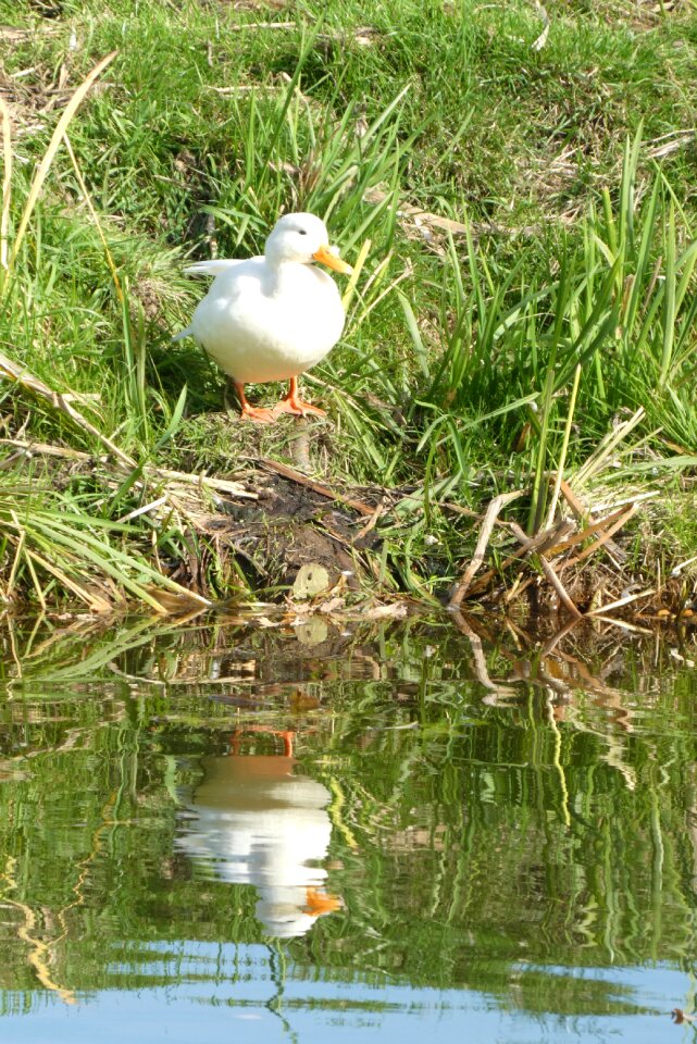 Reflection bird feathers