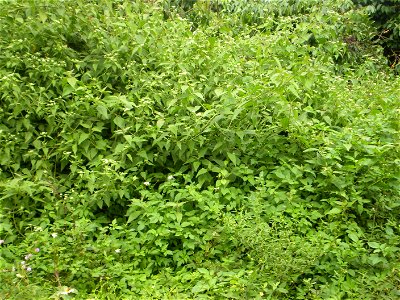 Dangvanhong tự chụp và truyền lên Wikipedia