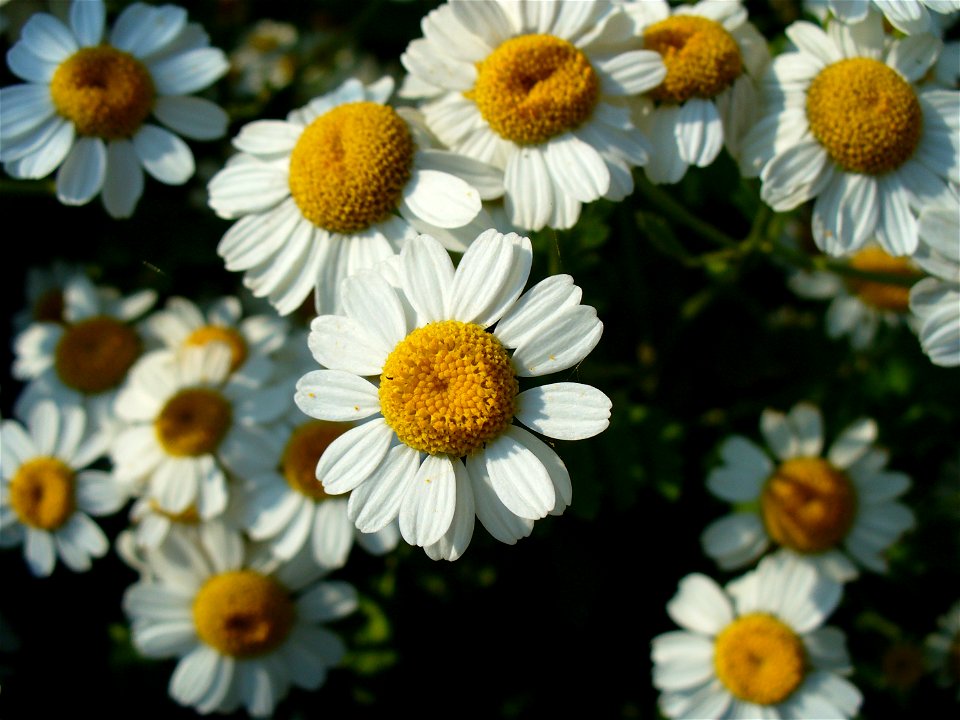 I am the originator of this photo. I hold the copyright. I release it to the public domain. This photo depicts flowers.