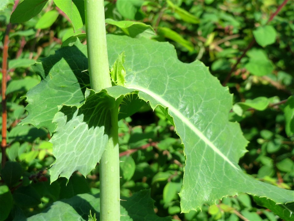 Gift-Lattich (Lactuca virosa) in Hockenheim kurz vor der Blüte