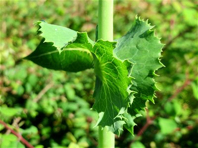 Gift-Lattich (Lactuca virosa) in Hockenheim kurz vor der Blüte