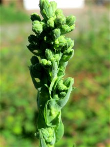 Gift-Lattich (Lactuca virosa) in Hockenheim kurz vor der Blüte