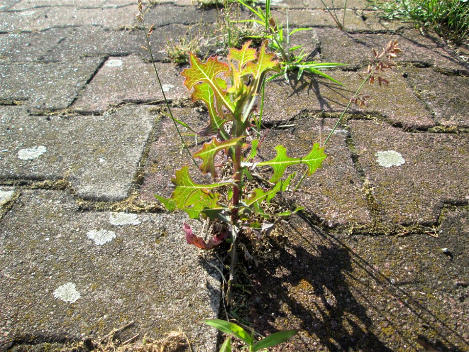 Gift-Lattich (Lactuca virosa) am Hauptbahnhof Mannheim