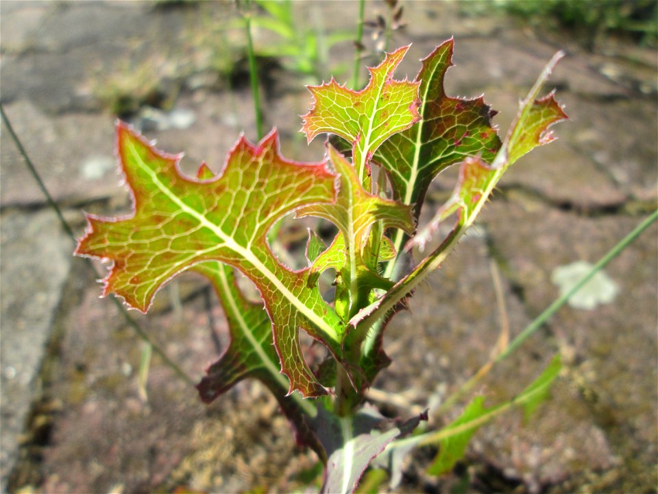 Gift-Lattich (Lactuca virosa) am Hauptbahnhof Mannheim