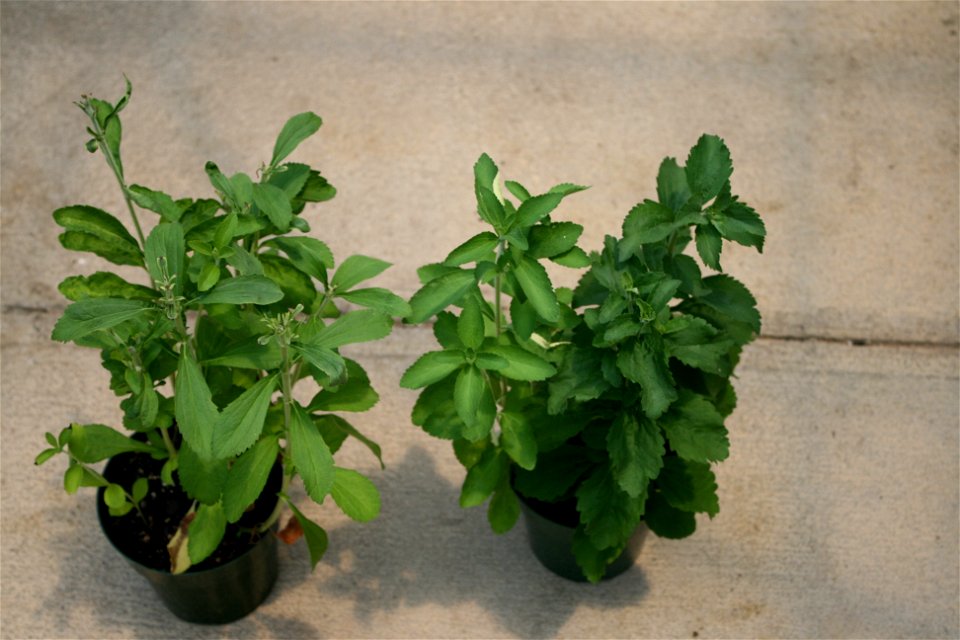 My home grown stevia plants