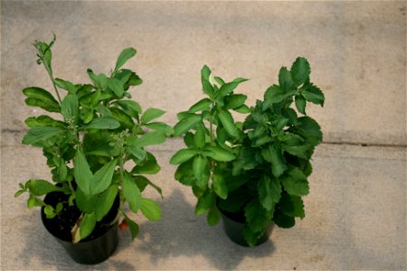 My home grown stevia plants photo