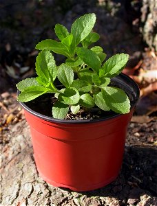 Stevia rebaudiana, cultivated plant.