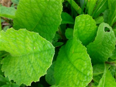 Botanical name - Stevia rebaudiana Common name - Sweet leaves Tamil name – SARKKARAITH THULSI (சர்க்கரைத் துளசி) ‘sugar tulsi’ In traditional medicine this serves to treatment for burns and stomach photo