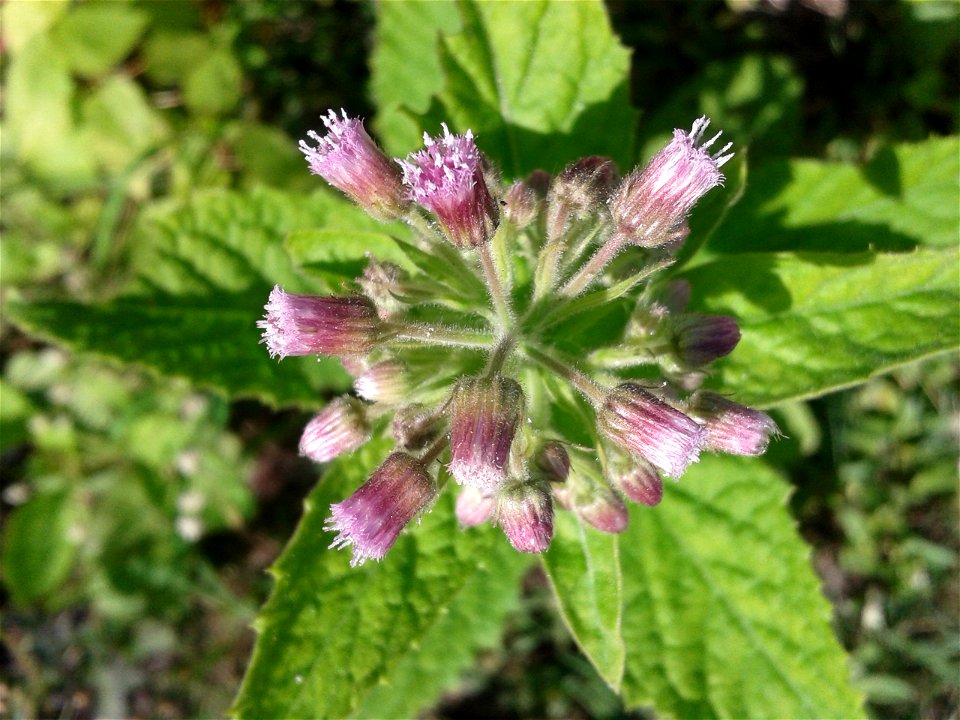 Botanical name - Stevia rebaudiana
Common name - Sweet leaves
Tamil name – SARKKARAITH THULSI (சர்க்கரைத் துளசி) ‘sugar tulsi’
In traditional medicine this  serves to  treatment for burns  and stomach