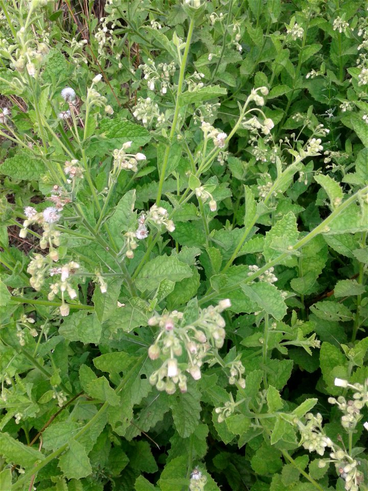 Botanical name - Stevia rebaudiana
Common name - Sweet leaves
Tamil name – SARKKARAITH THULSI (சர்க்கரைத் துளசி) ‘sugar tulsi’
In traditional medicine this  serves to  treatment for burns  and stomach