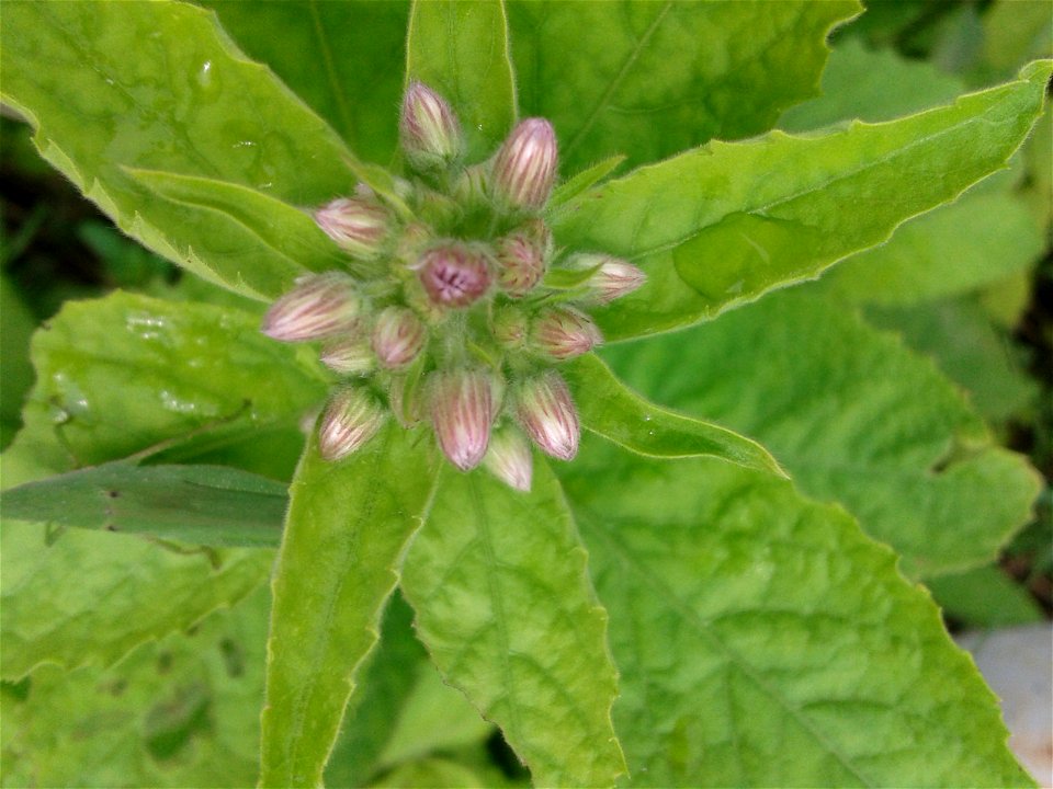 Botanical name - Stevia rebaudiana
Common name - Sweet leaves
Tamil name – SARKKARAITH THULSI (சர்க்கரைத் துளசி) ‘sugar tulsi’
In traditional medicine this  serves to  treatment for burns  and stomach